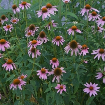 Cone Flowers in front yard at Nissen House. July 2016