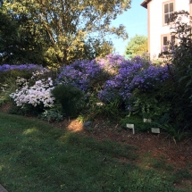 Flowers in front yard at Nissen House. October 2017